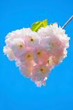 Heart shaped blossom