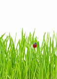  ladybug on grass 