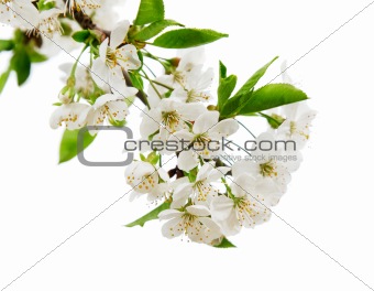 white flowers on the tree branch