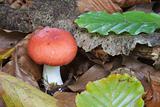Red Russula with leaves.