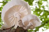 Porcelain mushroom.