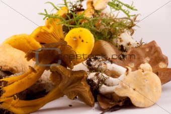 Mixed wild edible mushrooms.