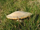 Field Mushroom.