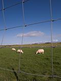 Sheep grazing.