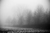 The fog and dark forest
