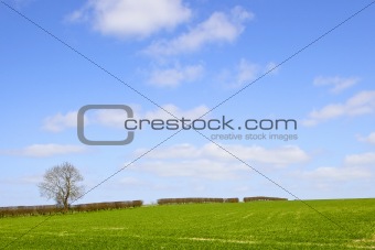 field and hedgerow in springtime