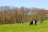 pedigree dutch belted cattle in a green pasture