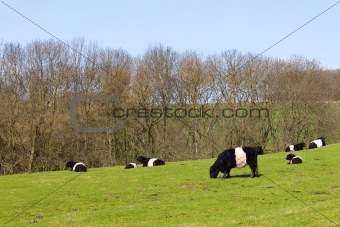pedigree dutch belted cattle in a green pasture