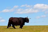 a black highland cow