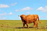 highland cow on a hillside