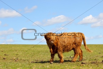 highland cow on a hillside