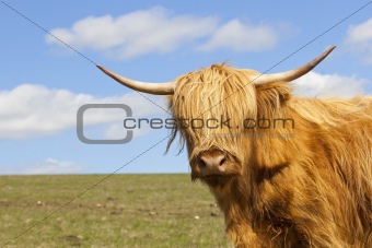 close up of a highland cow