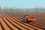 preparing to sow carrots