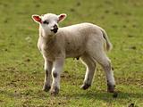 Young Spring Lamb