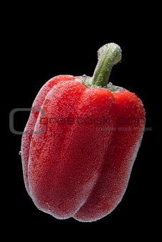 bell pepper on black background