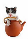 kitten in teapot