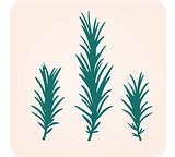 Rosemary herb silhouette