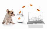 Cute Puppy Watching Goldfish Escaping the Virtual World