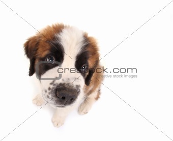 Saint Bernard Puppy Looking Sweet and Innocent
