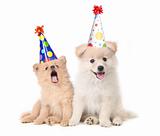 Puppies Celebrating a Birthday by Singing