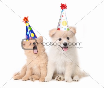 Puppies Celebrating a Birthday by Singing