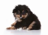 Tan and Black Pomeranian Puppy Looking at the Viewer