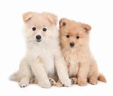 Cute Pomeranian Puppies Sitting Together on White Background