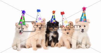 Five Pomeranian Puppies Celebrating a Birthday