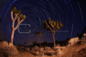 Night Shot of Star Trails in Joshua Tree National Park in Califo