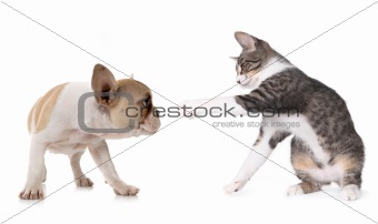 Cute Puppy Dog and Kitten on White