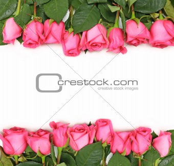 Lined up Pink Roses on White