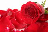 Red Rose Lying Among Petals With Dew Drops