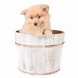 Timid Puppy in a Barrel Looking Curiously