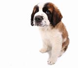 Puppy Looking Cute and Sad on White Background Sitting Sideways