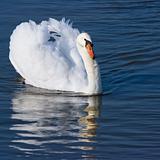 Mute swan swimming