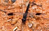 Macro of black dragonfly