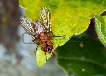 Macro of a brown fly