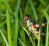 Macro of a bright coloured grasshopper