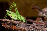 Macro of a green grasshopper