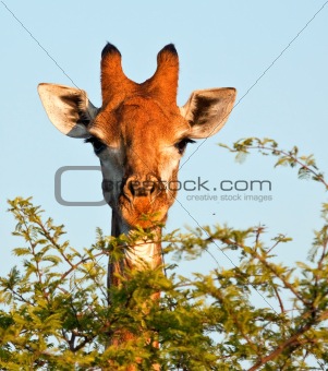 Giraffe eating thorn tree