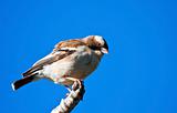 White-browed Sparrow-weaver sitting on a branch in the African sun with a bright blue background