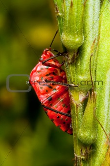 Macro of a red insect