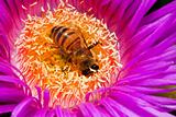 Macro of a bee in a flower