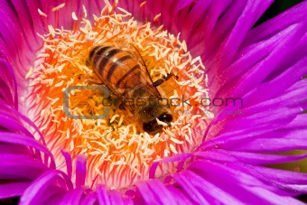 Macro of a bee in a flower
