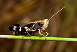 Macro of a black and white grasshopper