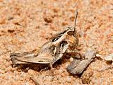 Macro of a brown grasshopper