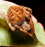 Macro of brown spider