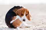 Sad beagle puppy