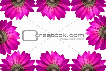 frame of pink flowers isolated on white background