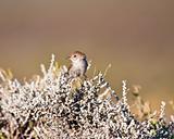 Small brown bird balancing on a shrub in the Karoo